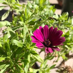 Meet your Posher, Kat